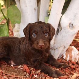 Winnie - Brown and white female Aussiedoodle puppy in Apache Junction, Arizona from Loving Doodle