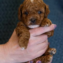 Bernedoodle and Cavapoo Puppies from Little Diamond Doodles