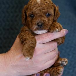 Bernedoodle and Cavapoo Puppies from Little Diamond Doodles