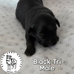 Spur - Black tri male Miniature Australian Shepherd puppy in Jaroso, Colorado from Heaven Sent Aussies