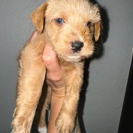 Chai (green collar) - Wheaten male Miniature Schnauzer puppy in Fort Worth, Texas from Sissy’s Schnauzers