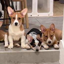 Companion Crosses from Stonewall Cowboy Corgis