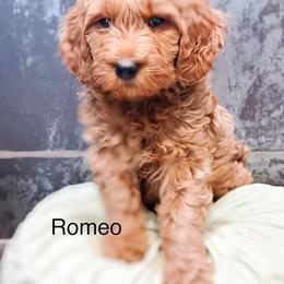 Romeo - Red  male Goldendoodle puppy in Pasco, Washington from Camp Doodle Woods