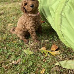 Poodle Puppies from Shamrock’s Poodles