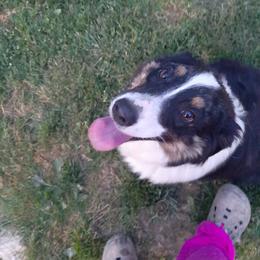 Australian Shepherd Puppies from Johnson Aussies
