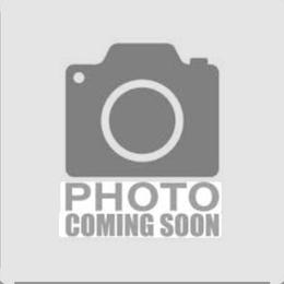Comet - Black and cream female Dachshund puppy in Lindsay, California from Lewis Creek Dachshunds