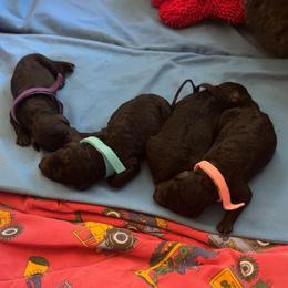 MinuterTech (Minute) - Blue female Poodle puppy in Killingly, Connecticut from Isfahel Kennels