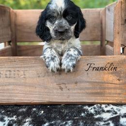 Franklin - Black and white male English Springer Spaniel puppy in Uvalda, Georgia from Willow Creek Farms
