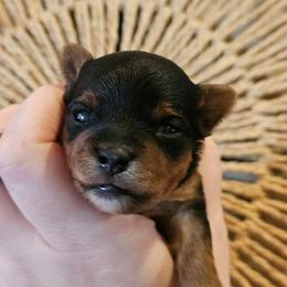 Huxley - Black and tan male Yorkshire Terrier puppy in Moses Lake, Washington from Harmony Hills Yorkies