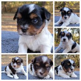 Biewer Terrier Puppies from Dignity Farms