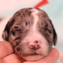 Snickerdoodle - Blue merle female Bernedoodle puppy in Windsor, Colorado from Front Range Family Doodles