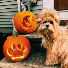 Maltipoo All Grown Up from Maltipoo FurBabies