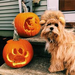 Maltipoo All Grown Up from Maltipoo FurBabies
