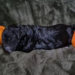 Hazel - Black female Sheepadoodle puppy in Austin, Texas from Darling Doodles
