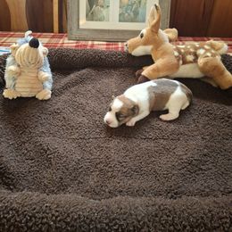 Daisy - Tri-color female Russell Terrier puppy in Traverse City, Michigan from Boardman valley kennels