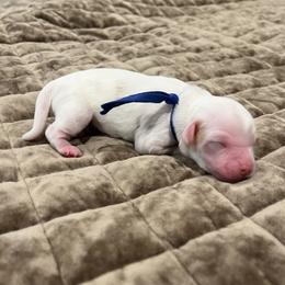 Denim - Cream male Australian Labradoodle puppy in Denton, Texas from Dignity Labradoodles