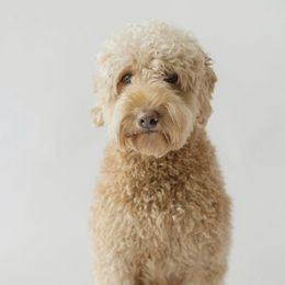 Kyrie - Australian Labradoodle