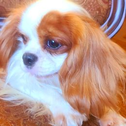 Brixby - Cavalier King Charles Spaniel