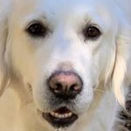 Teeka - Golden Retriever