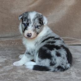 Sully - Slate merle male Border Collie puppy in Courtland, Alabama from C Bar C Ranch Border Collies