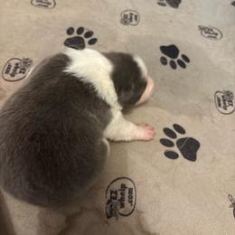 Boy 1 - Blue male Border Collie puppy in Defuniak Springs, Florida from Blue Cypress Stock dogs