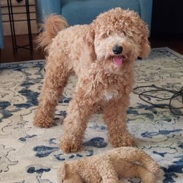 Rosie - Goldendoodle