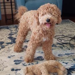 Rosie - Goldendoodle