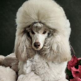 Ryu - Poodle