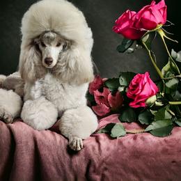 Ryu - Poodle