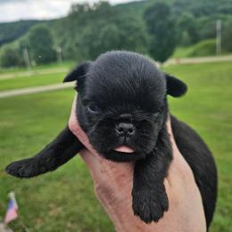 Black tan - Black and tan male Brussels Griffon puppy in Huntsville, Alabama from Tammy's Brussels