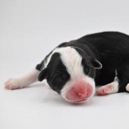 Cider - Black and white female Cardigan Welsh Corgi puppy in Bland, Missouri from Shadey Lane Corgis
