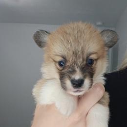 Boy 4 - White and red male Pembroke Welsh Corgi puppy in Tomball, Texas from Larsen Loved Corgis