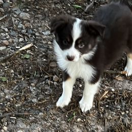 RTF2 - Red Toy Australian Shepherd puppy in Griffin, Georgia from No Matter Farm