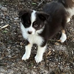 RTF2 - Red Toy Australian Shepherd puppy in Griffin, Georgia from No Matter Farm