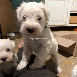 AKC white Boy 4 (green collar) - White male Miniature Schnauzer puppy in Greencastle, Indiana from Tiny Tushy Lodge