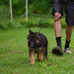 German Shepherd Puppies from Riverline Shepherds