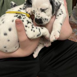 Dalmatian Puppies from ArmySoldier Dalmatians