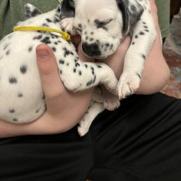 Dalmatian Puppies from ArmySoldier Dalmatians