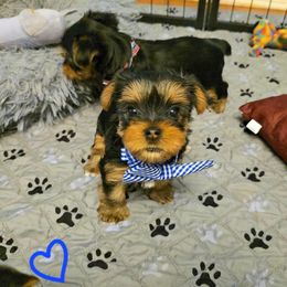 Yorkshire Terrier Puppies from Kathryn's Yorkies