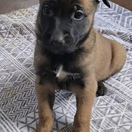 Echo's Yellow - Mahogany female Belgian Malinois puppy in Berry, Alabama from North River k9