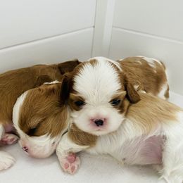 Cavalier King Charles Spaniel Puppies from Bella Fleur Cavaliers