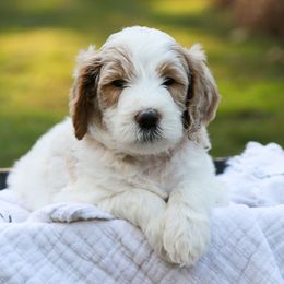 Goldendoodle Puppies from Ellie's Goldendoodles