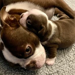 Boy 2 - Boston Terrier puppy in George West, Texas from Duke of Earl’s Boston Terriers