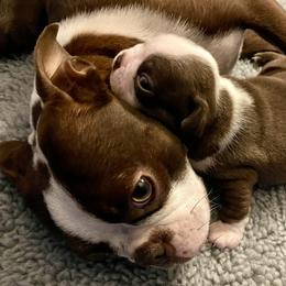 Boy 2 - Boston Terrier puppy in George West, Texas from Duke of Earl’s Boston Terriers