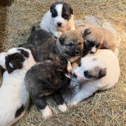 Great Pyrenees, Mastiff, and Pug Puppies from Pam’s Perfect Pugs