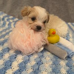 Flounder - Cream male Cavapoo puppy in Lafayette, Oregon from Wine Country Cavapoos