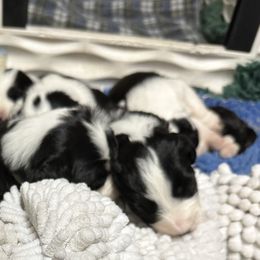Bearded Collie and Border Collie Puppies from Beloved Bearded & Border Collies