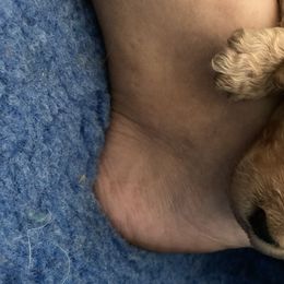 Goldendoodle Puppies from Tennessee Dandy Doodles