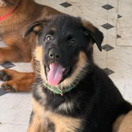Jade - Black and red female German Shepherd puppy in Anaheim, California from Hanan's German Shepherds