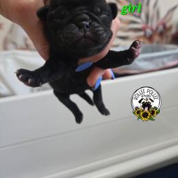 Black girl 3 - Black female Pug puppy in Keysville, Georgia from Rollee Pollee Pugs